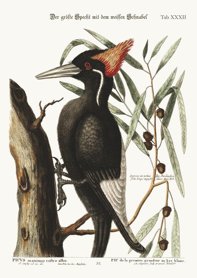 The largest white-bill Woodpecker, 1749-73 by Mark Catesby